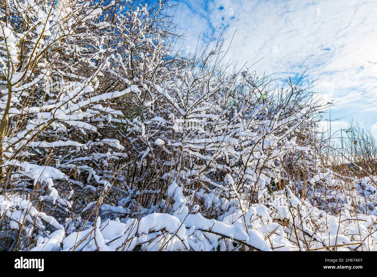 Inverno paesaggio foresta, rami coperti di neve. Concetto di freddo Foto Stock