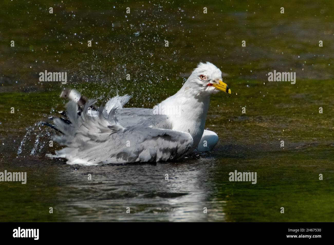 Gabbiano ad anello (Larus delawarensis) che fa un atterraggio di spruzzi nel sole di primavera del pomeriggio. Foto Stock