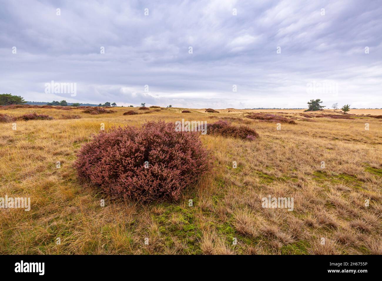 Tramonto al parco nazionale Hoge Veluwe nei Paesi Bassi durante l'estate. Foto Stock