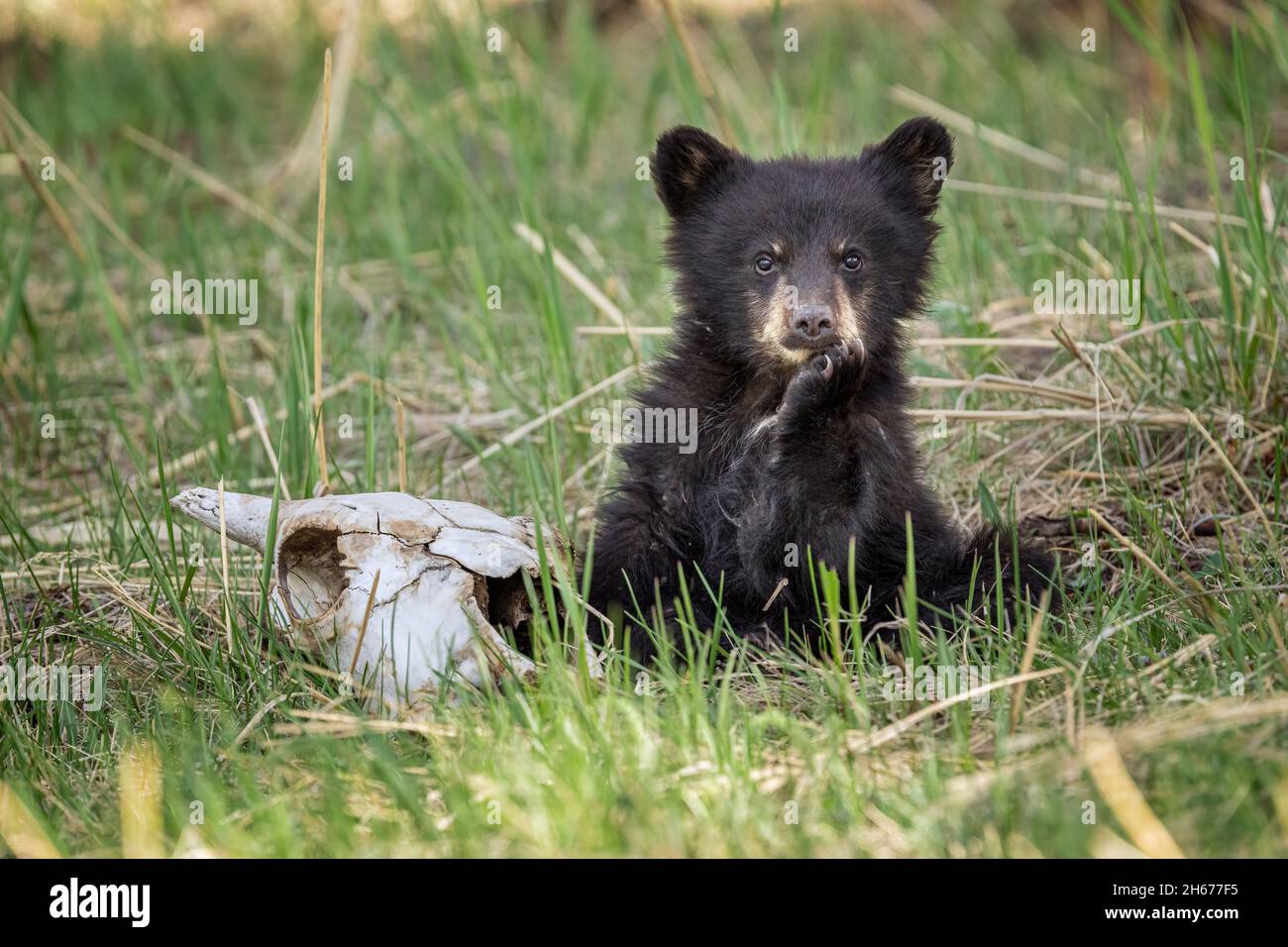 Black Bear Cub con teschio di bisonte Foto Stock