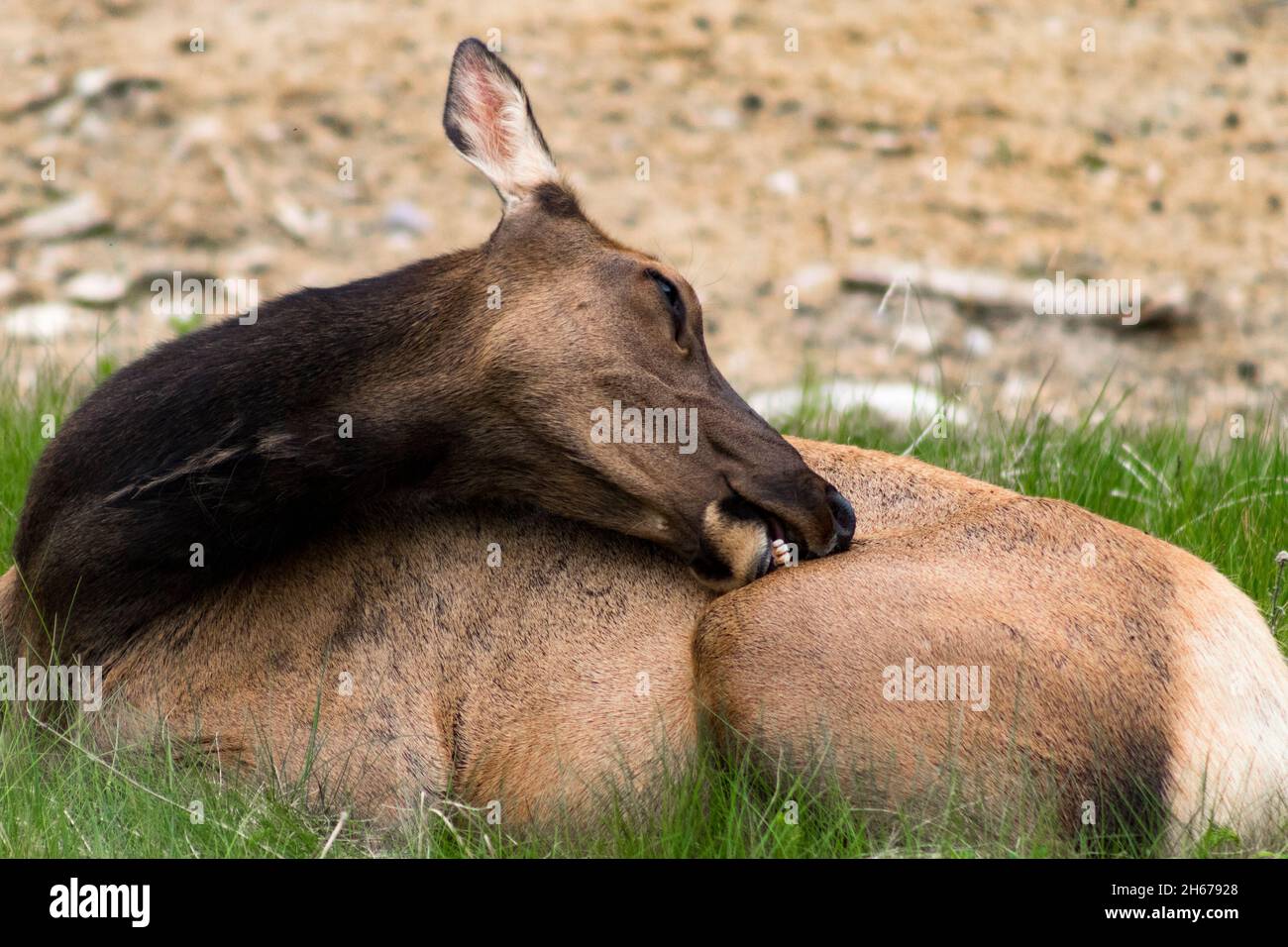Elk che posa in erba gratta prurito sul lato con i denti mostrando. Verde e sporco sfondo. Foto Stock