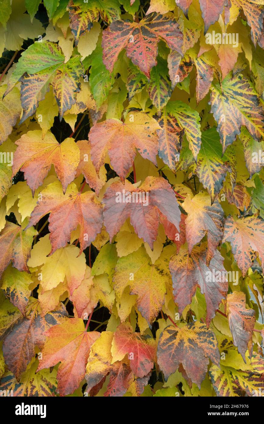 Foglie autunnali di Boston Ivy, Portland, Oregon, novembre Foto Stock