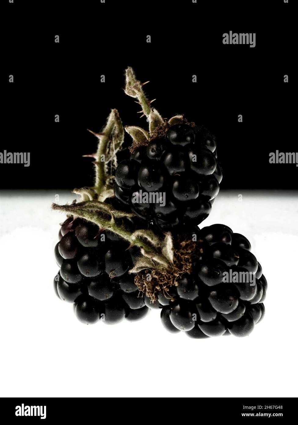 Molto da vicino dolce selvaggio Blackries (frutta da foraggio) frutta ancora-vita su fondo solido pianura Foto Stock
