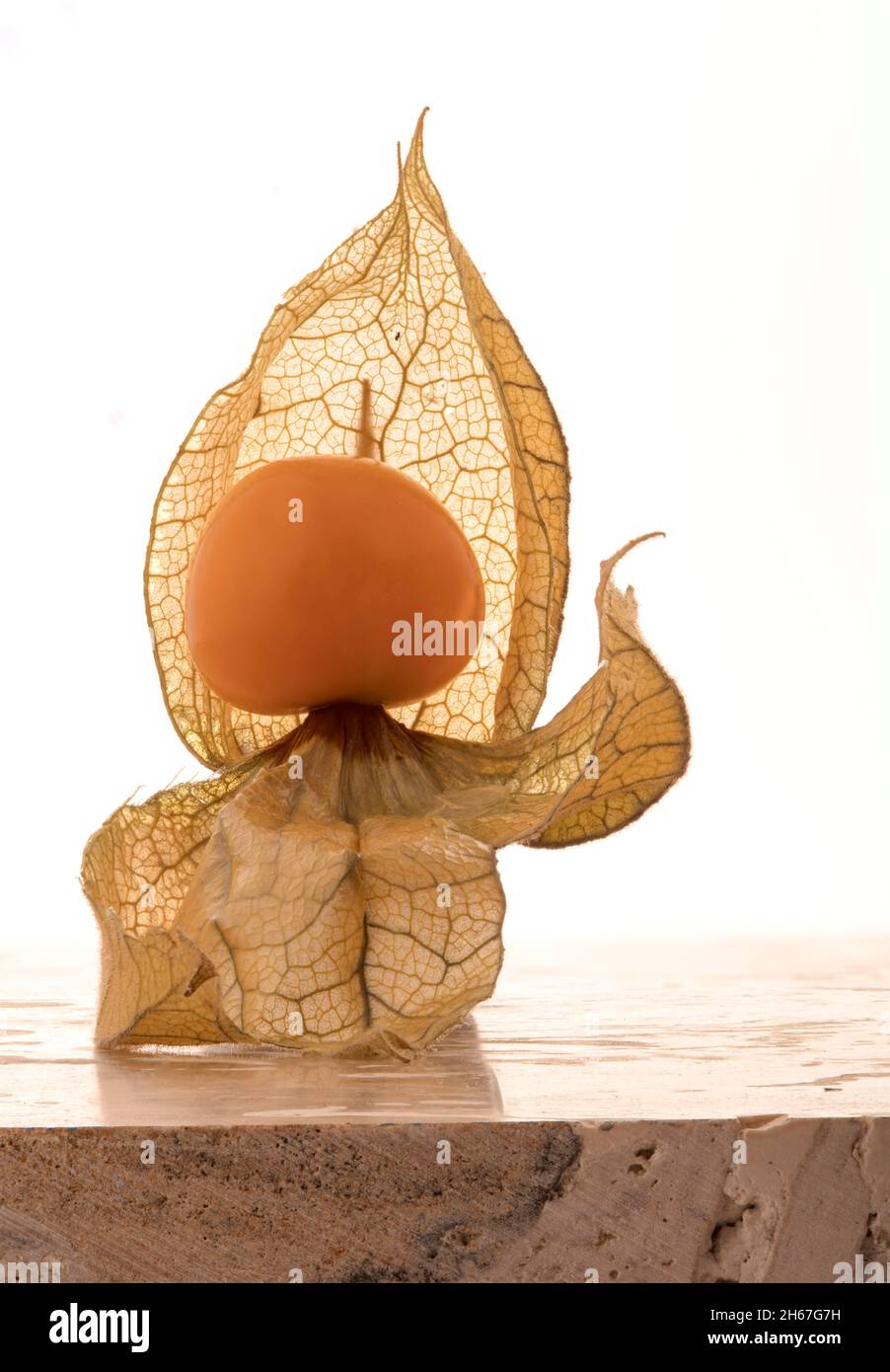 Intrigante Cape Gooseberry, Physalis peruviana, primo piano frutta ancora-vita rappresentazione Foto Stock