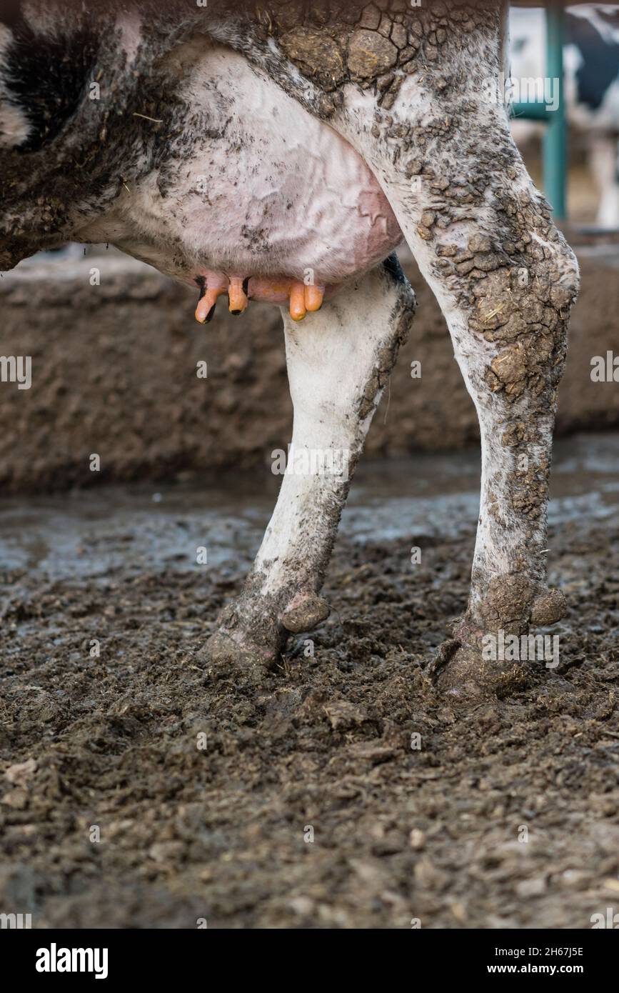 Vista ravvicinata di una mucca in piedi nel fango in una stalla di una fattoria. Foto Stock