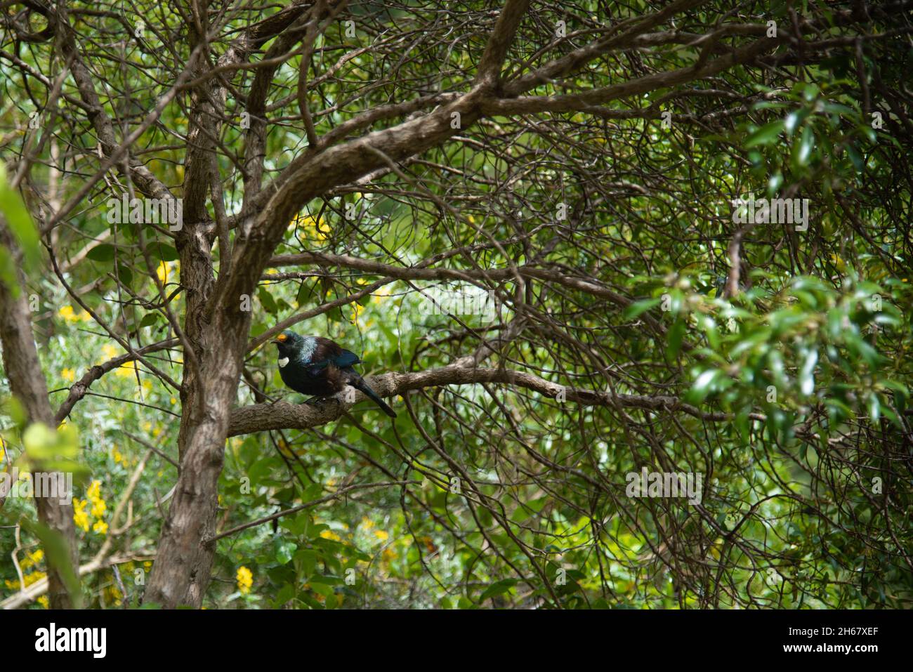 Un uccello tui arroccato su un ramo in una foresta in Nuova Zelanda Foto Stock