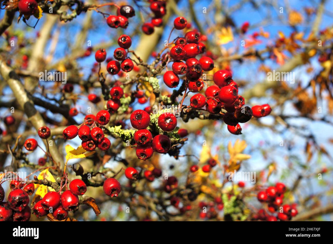 Primo piano di bacche rosse su un albero in autunno con cielo blu morbido sfondo fuoco Foto Stock