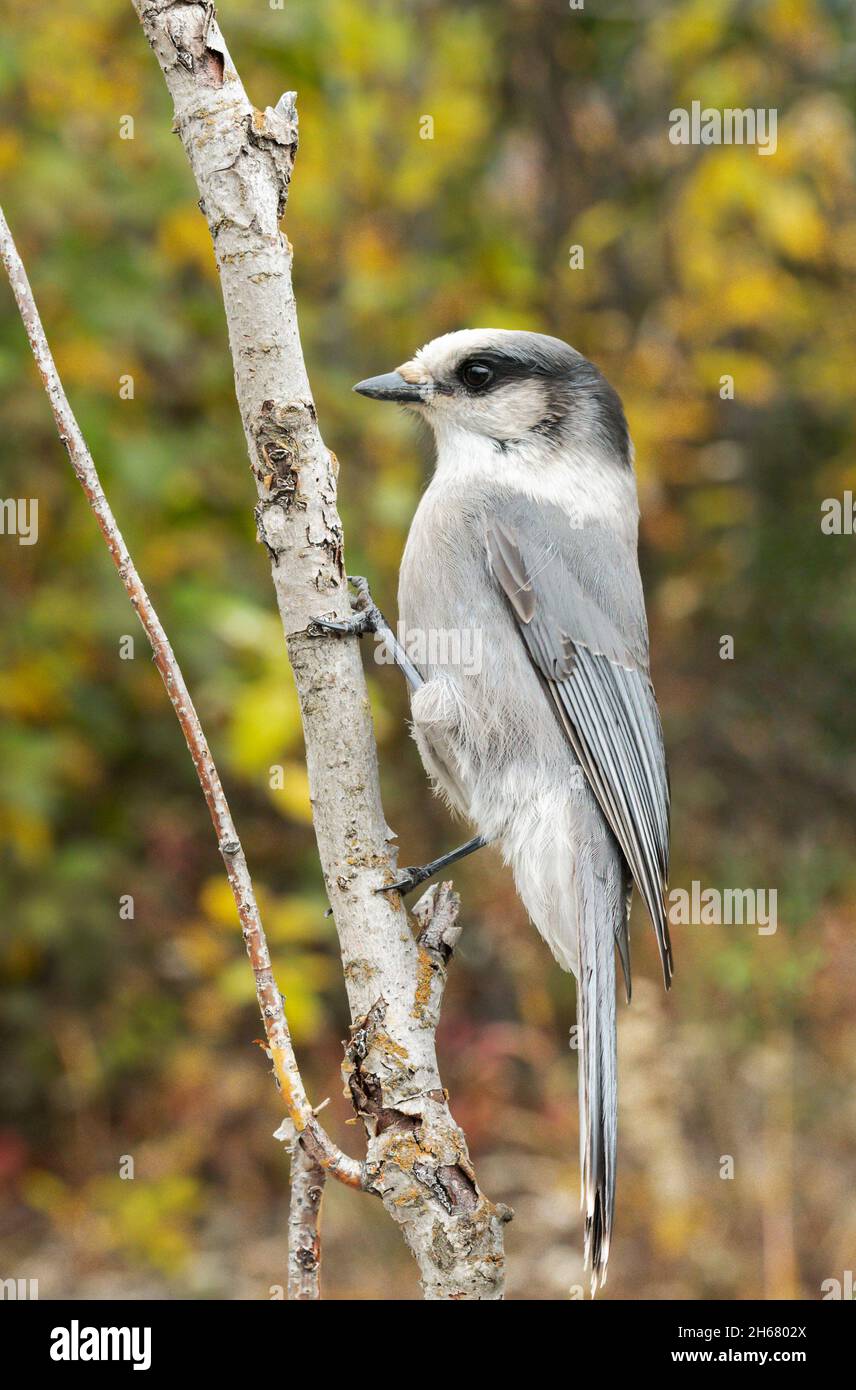 Nord America; Stati Uniti; Alaska; Brooks Range; Autunno; Fauna selvatica; Uccelli; Perisoreus canadensis Foto Stock