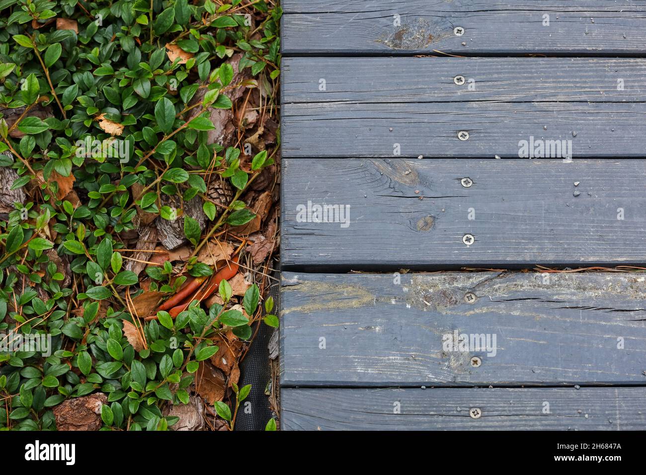 Pavimento in legno vicino alle foglie verdi, aghi di pino, pietre. Foto di alta qualità Foto Stock