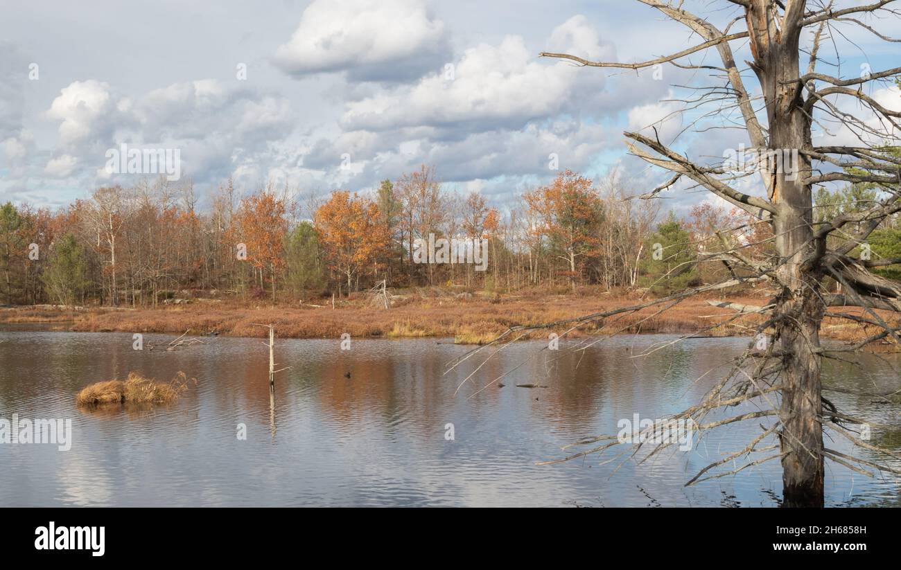 Vegetazione su Torrance Barrens Bedrock a fine autunno Foto Stock