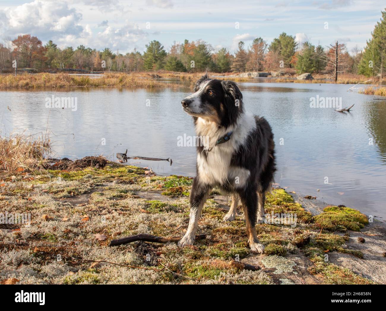 Un cane collie alle paludi di Torrance Barrens a fine autunno Foto Stock