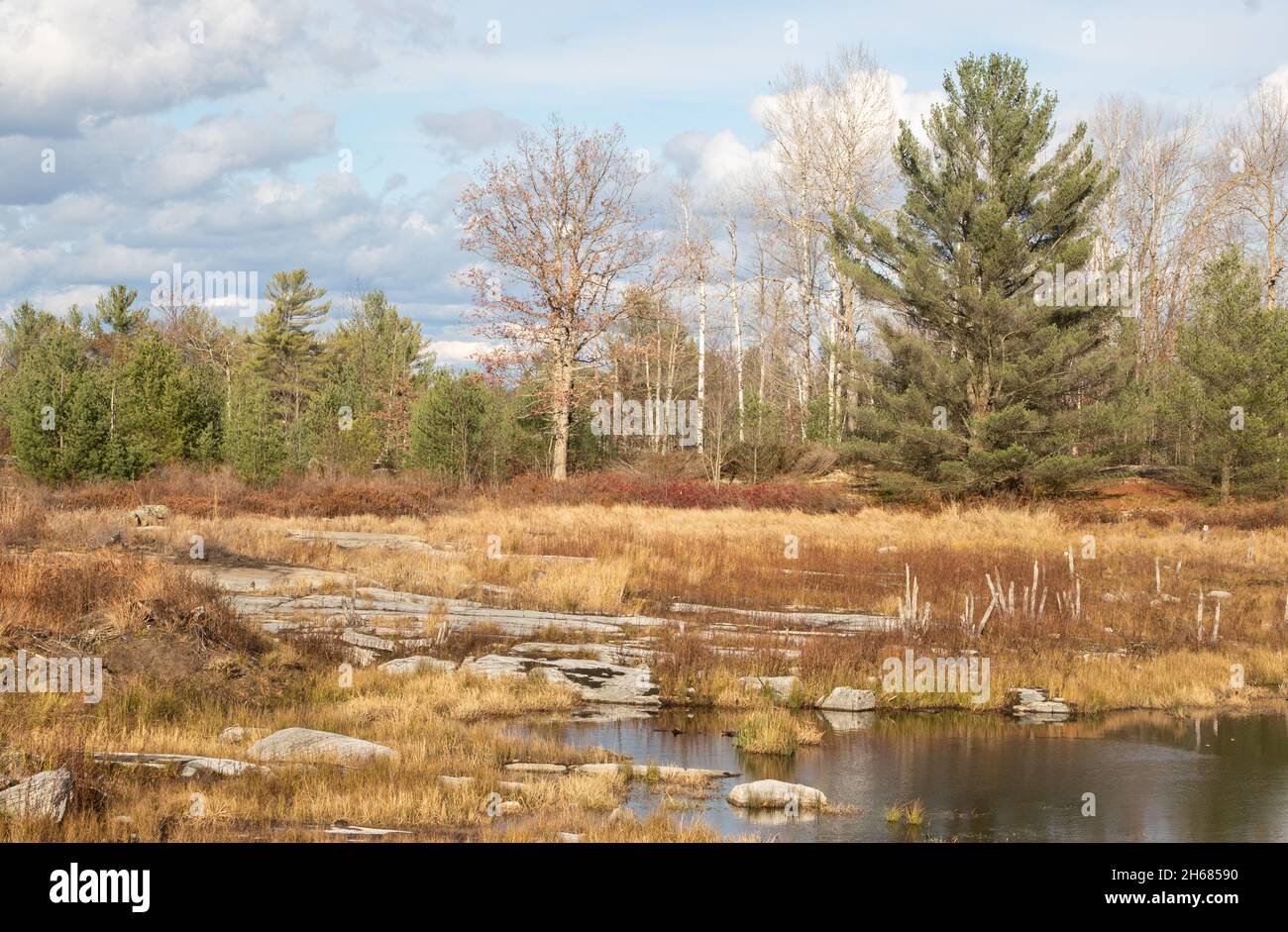 Piante su sentieri attraverso lo scudo di Precambrian in Ontario Foto Stock