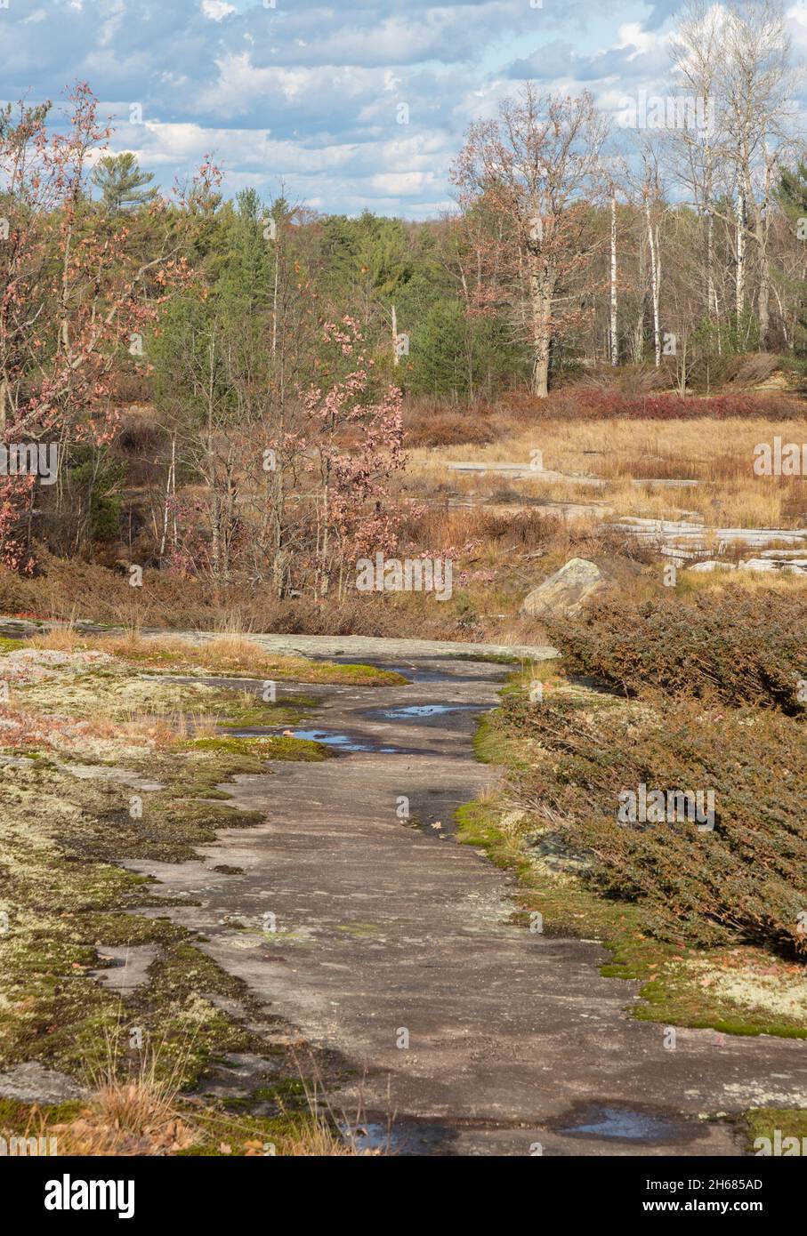 Piante su sentieri attraverso lo scudo di Precambrian in Ontario Foto Stock