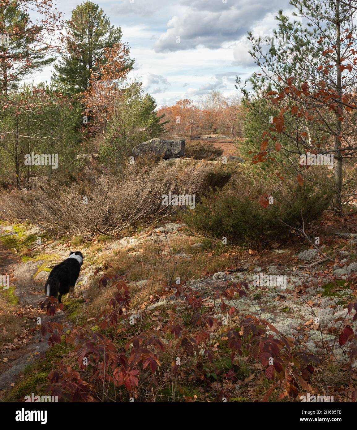 Una collie sui sentieri di roccia a Torrance Barrens paludi a fine autunno Foto Stock
