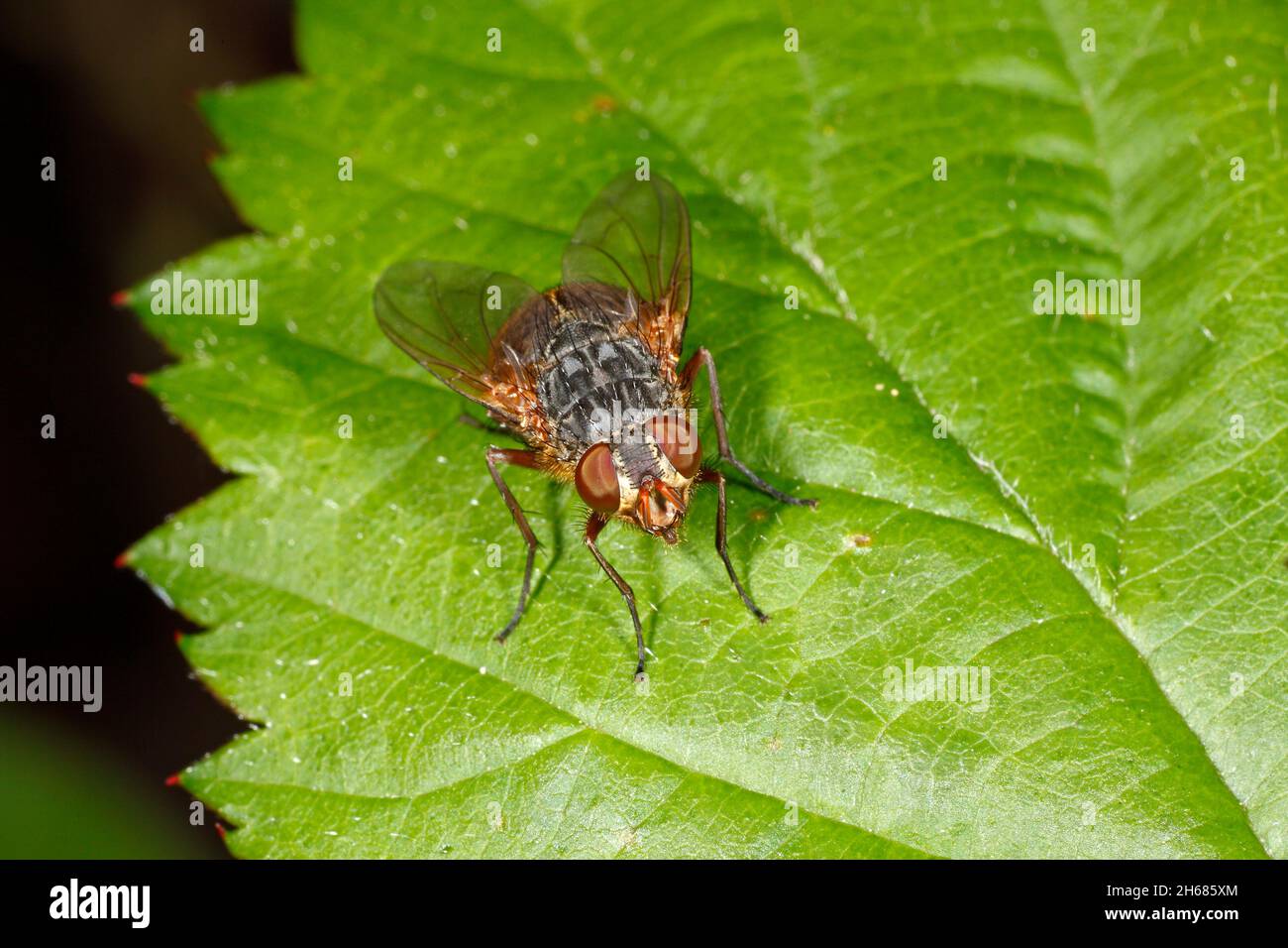 Blowfly, Famiglia Callichoridae. Probabilmente sottofamiglia di Calliphorinae. Volo d'oro. Coffs Harbour, New South Wales, Australia Foto Stock