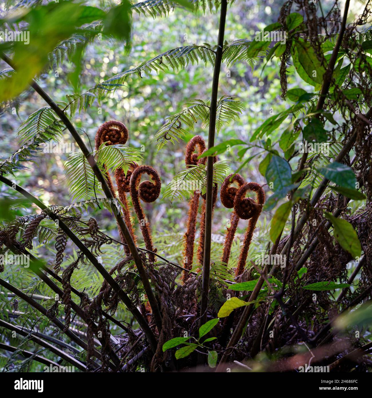 Una famiglia di nuovi fronti di felci chiamato koru appena iniziando a disinfuriare in un nuovo foglie, Abel Tasman National Park, Nuova Zelanda. Foto Stock