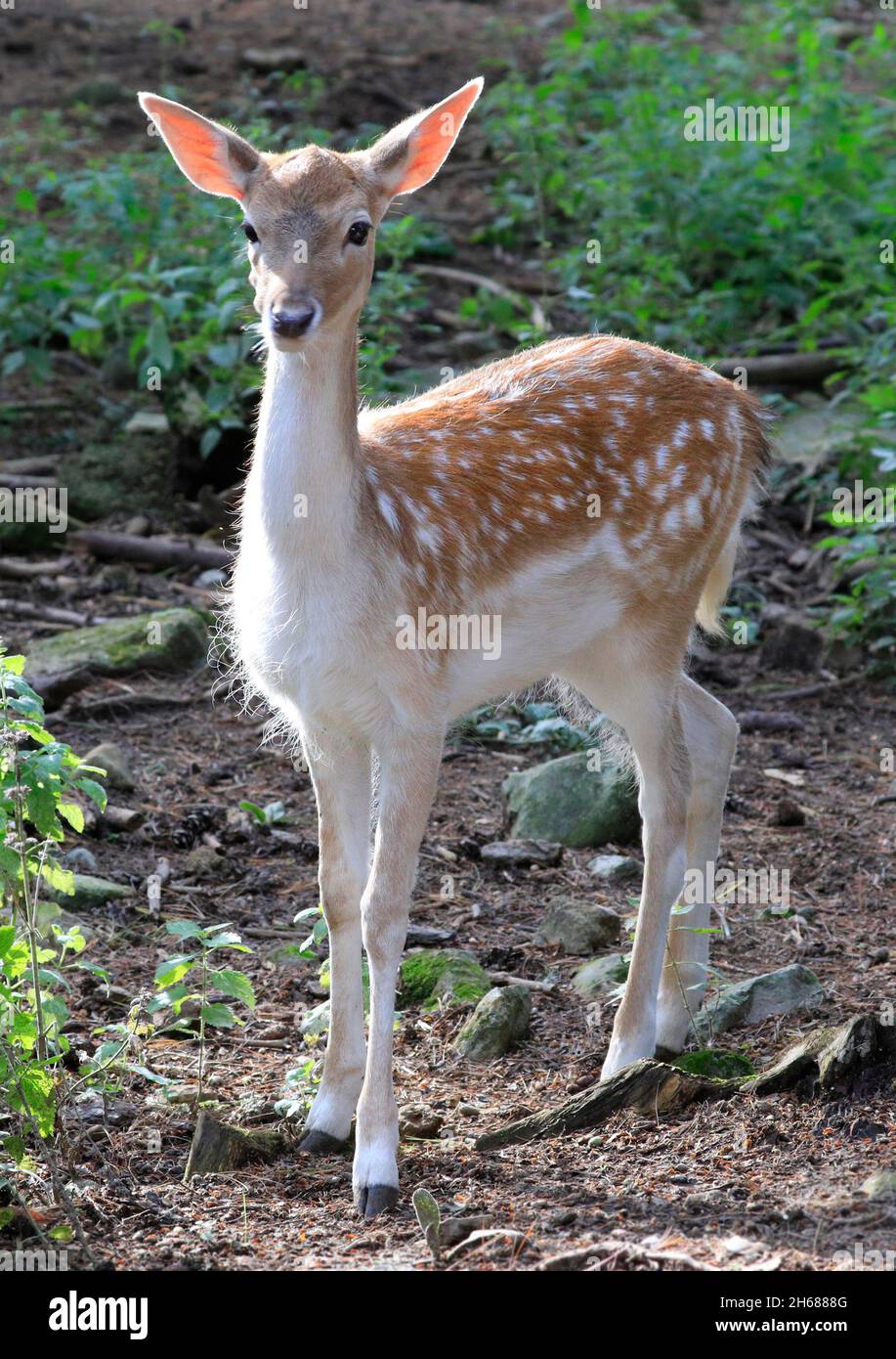 Capriolo dalla coda bianca nella foresta, Quebec, Canada Foto Stock