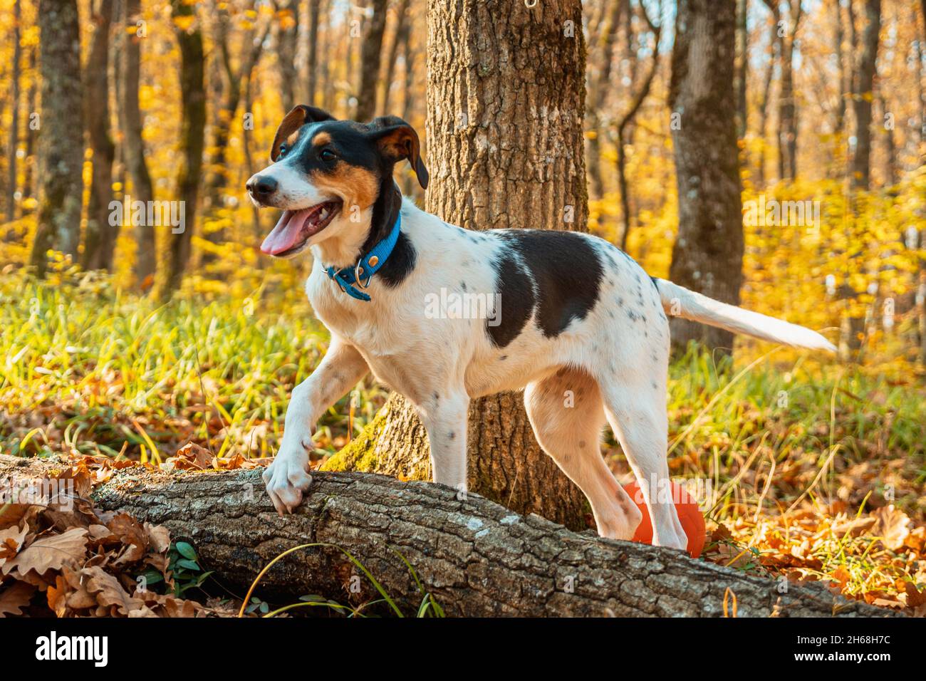 Un cane bianco con macchie nere con la bocca aperta, in piedi nei boschi autunnali, mettendo la sua zampa su un ceppo. Primo piano. Erba verde e alberi nel dorso Foto Stock