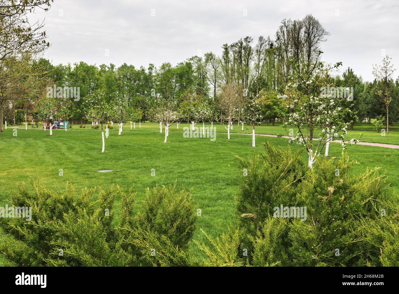 Vista del frutteto primaverile. Vediamo alberi imbiancati di mela, pera, ciliegia e altre varietà di frutta e bacche. Foto Stock