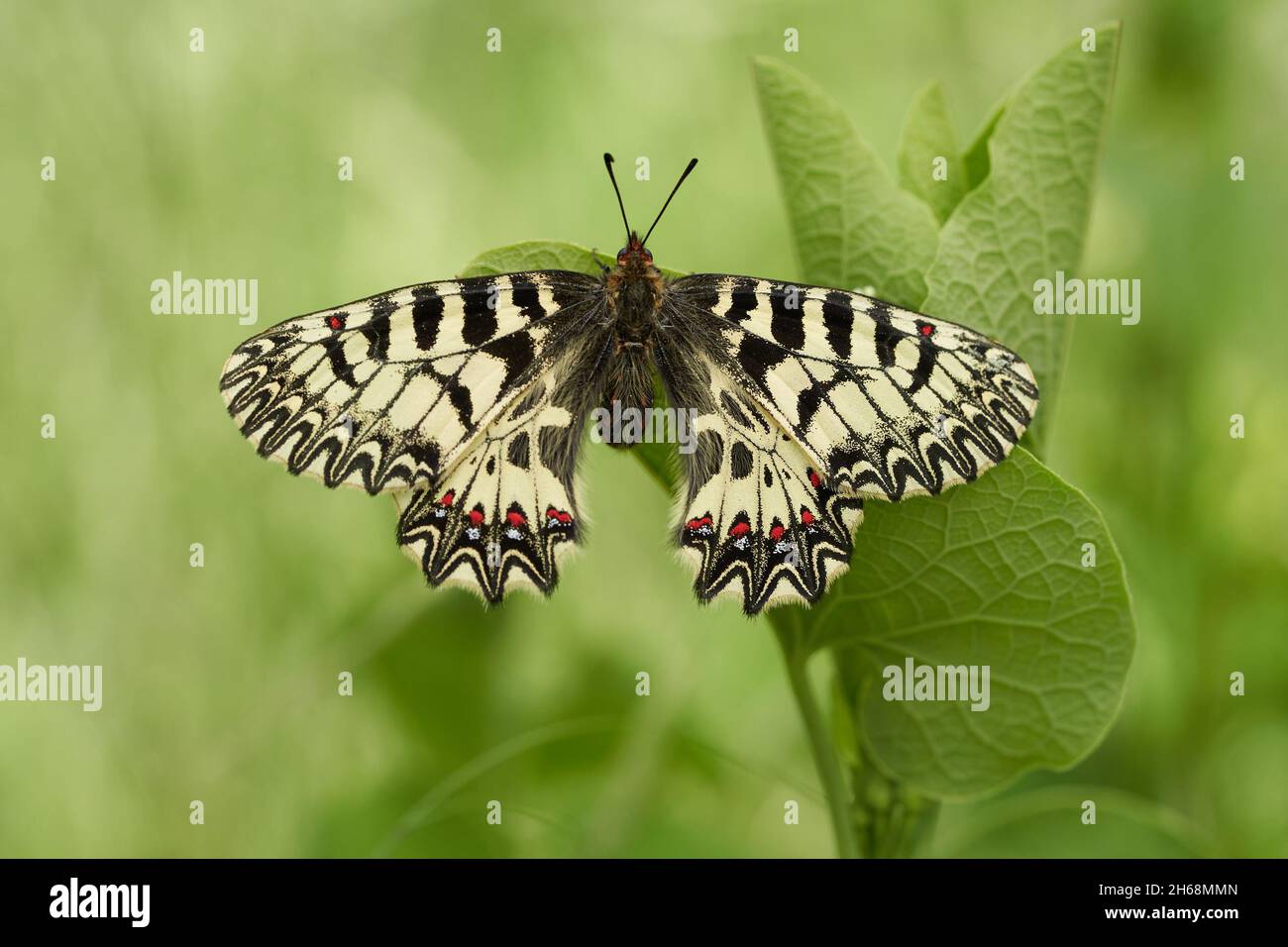 La fauna selvatica foto macro del sud del festone Zerynthia polìssena Foto Stock