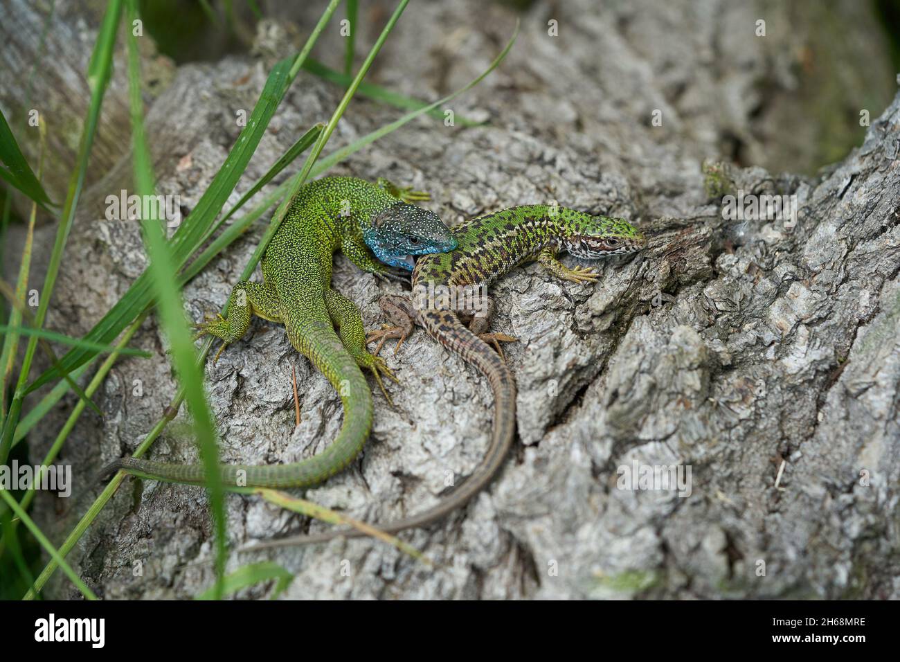 Foto della fauna selvatica del Parlamento ramarro Lacerta viridis Foto Stock
