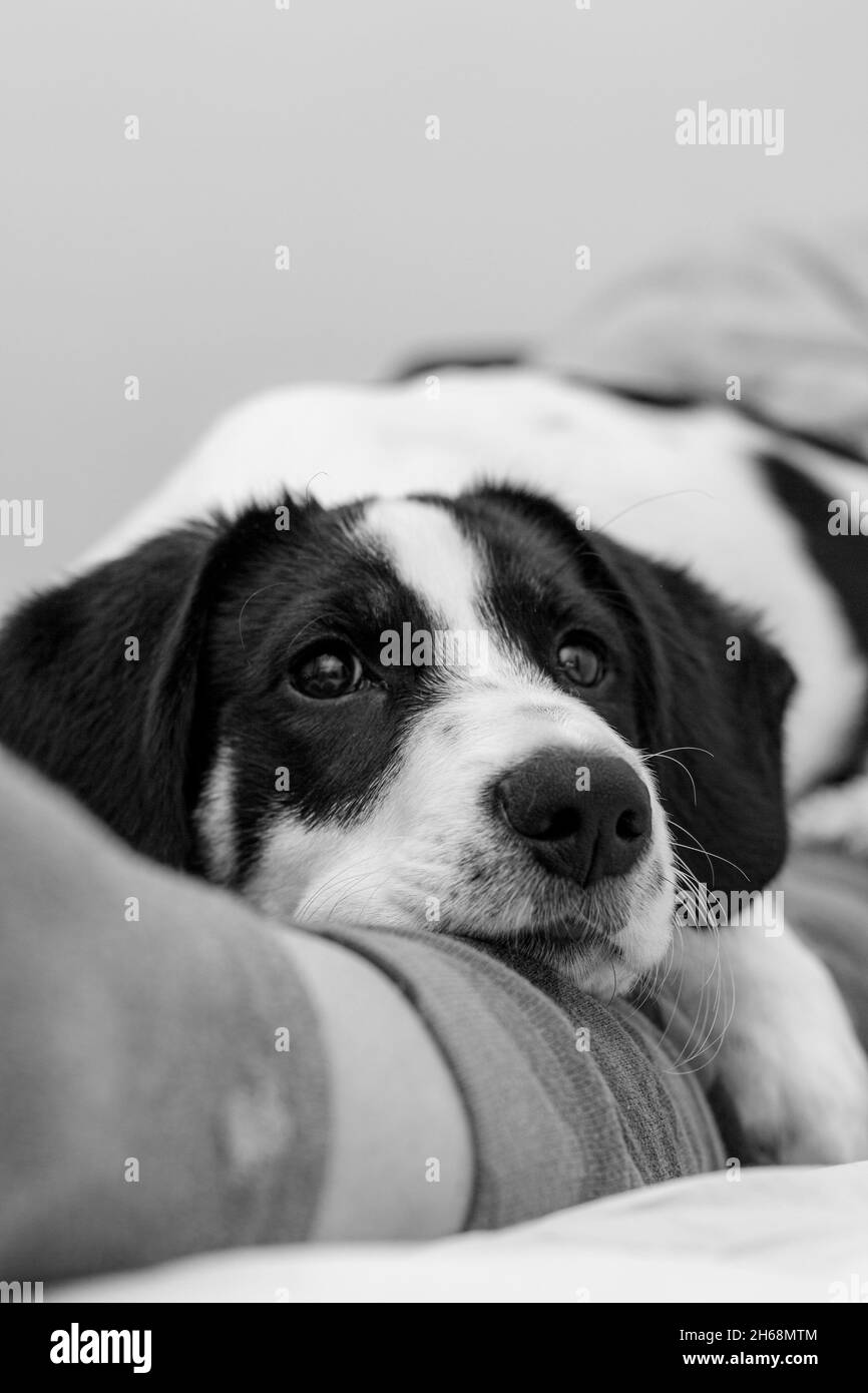 Sad Puppy Look Black White Border Collie Eyes Doggy indoor Foto Stock