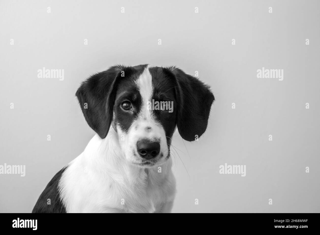 Sad Puppy Look Black White Border Collie Eyes Doggy indoor Foto Stock