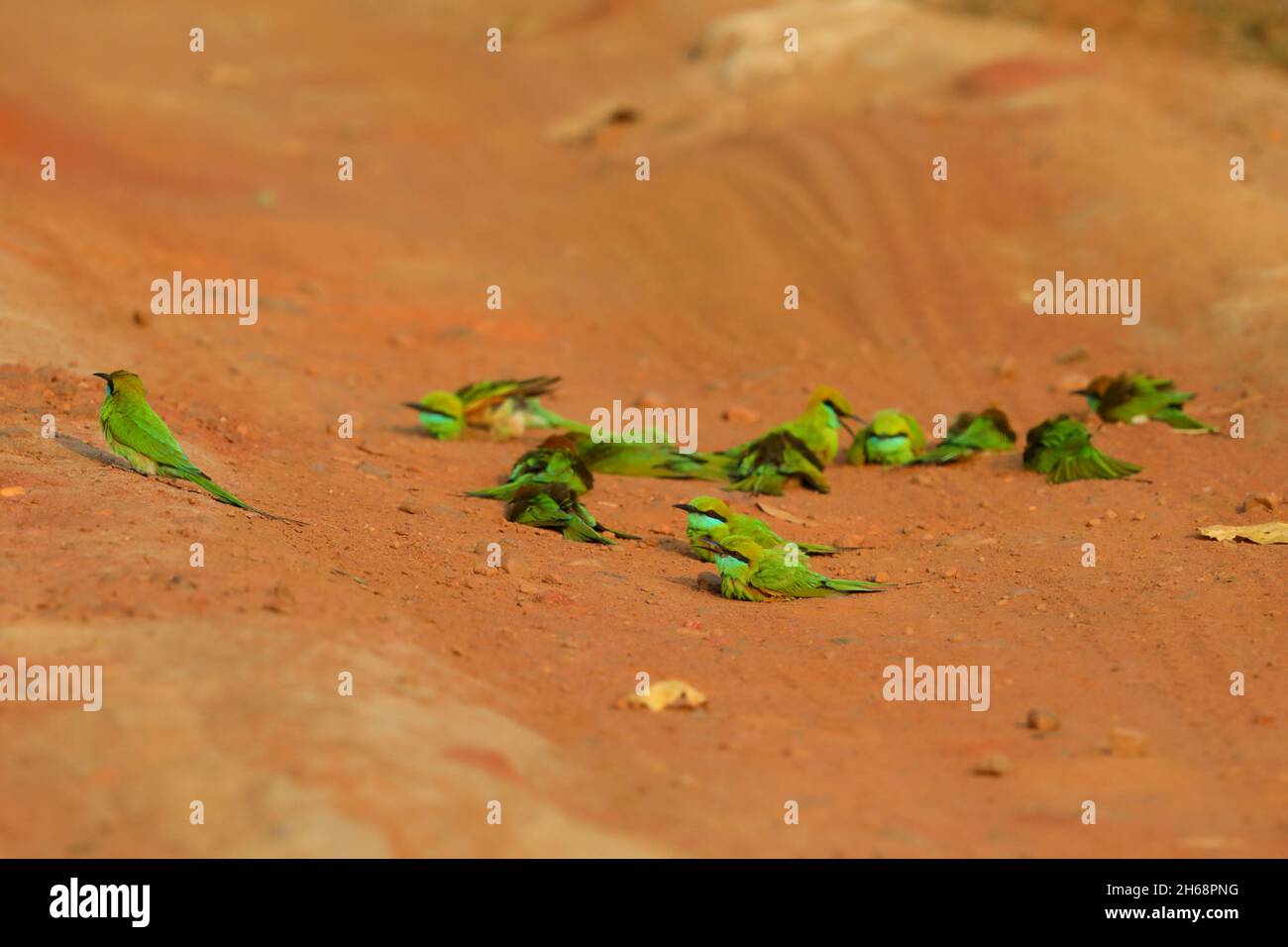 Un gruppo di mangiatori di api verdi asiatiche o piccoli mangiatori di api verdi (Merops orientalis) bagnano su una pista attraverso il Parco Nazionale Bandhavgarh, India Foto Stock