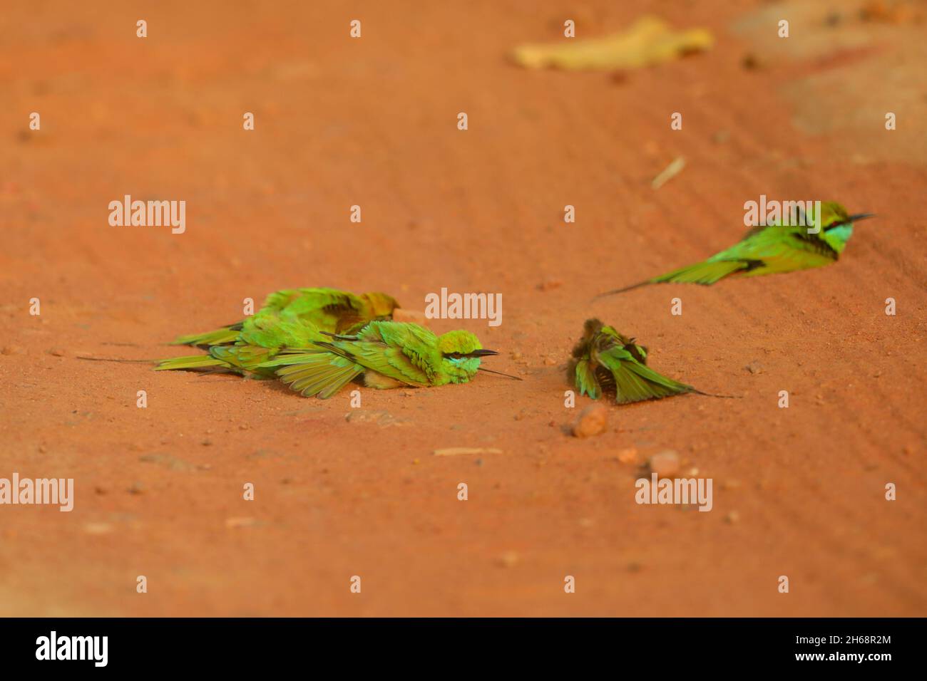 Un gruppo di mangiatori di api verdi asiatiche o piccoli mangiatori di api verdi (Merops orientalis) bagnano su una pista attraverso il Parco Nazionale Bandhavgarh, India Foto Stock