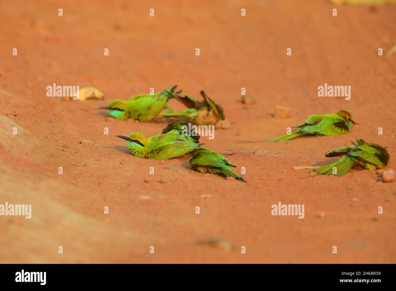 Un gruppo di mangiatori di api verdi asiatiche o piccoli mangiatori di api verdi (Merops orientalis) bagnano su una pista attraverso il Parco Nazionale Bandhavgarh, India Foto Stock