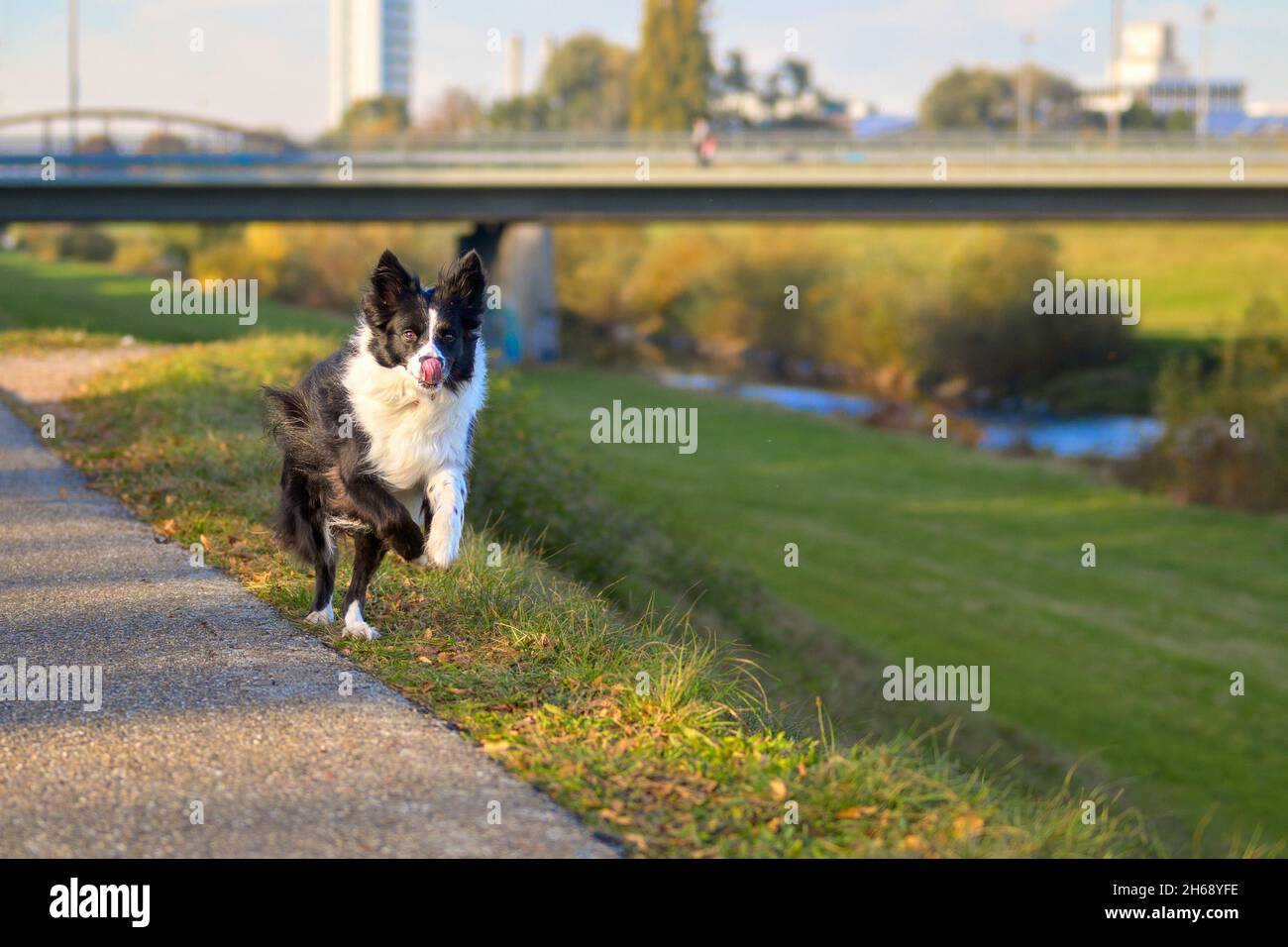 Bordo bianco e nero Collie che corre lungo un sentiero rurale delimitante verso la telecamera con lingua lolling out Foto Stock