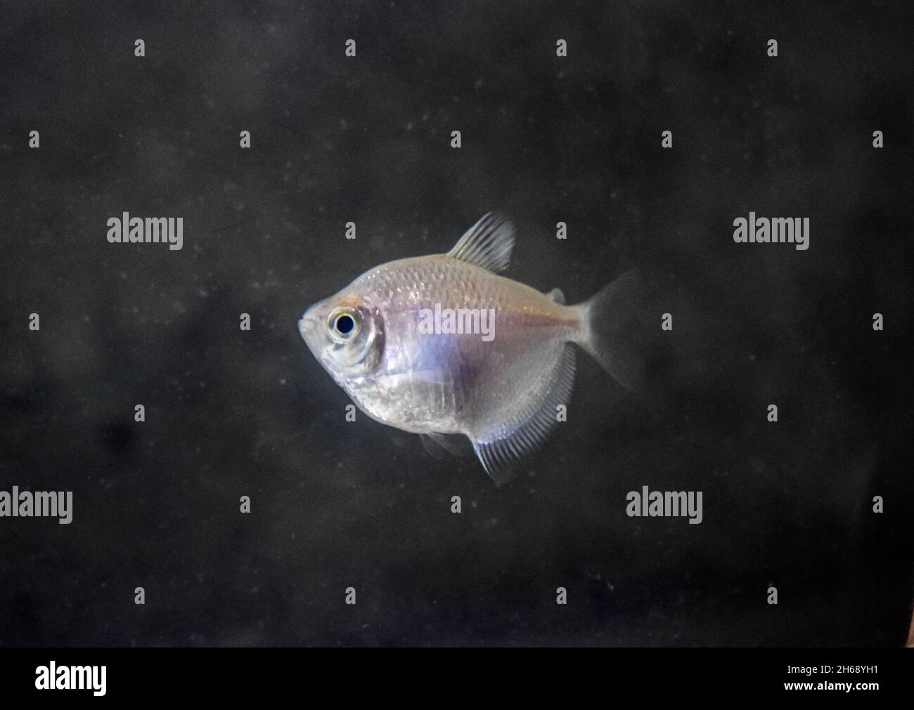 Tetra barb glossia fluorescente in casa Aquarium.colore gonna bianco. Foto Stock