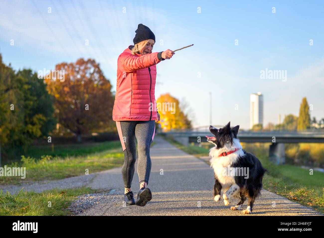 Donna che gioca fetch con il suo confine Collie gettando un bastone come il cane la guarda ogni mossa al tramonto su un sentiero rurale in una vita attiva all'aperto Foto Stock