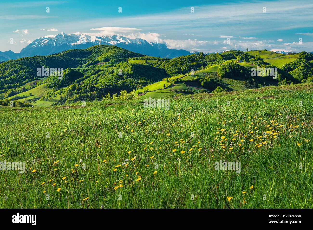 Orli gialli sul prato e spettacolari montagne innevate sullo sfondo, Holbav, Tramsilvania, Romania, Europa Foto Stock