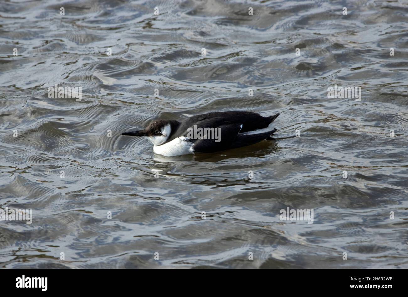 Un Guillemot adulto si ribatta sulla superficie del mare mentre si rilassa tra le immersioni per cibo. Il Guillemot è un cacciatore attivo di pesci Foto Stock