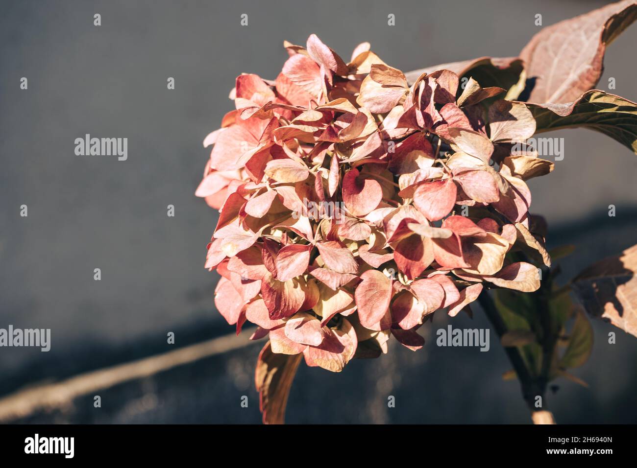 Boccioli di fiori di idrangea macrophylla, noti anche come Idrangea o Hortensia. Primo piano di un cespuglio di giovane Hydrangea il cortile. Foto Stock