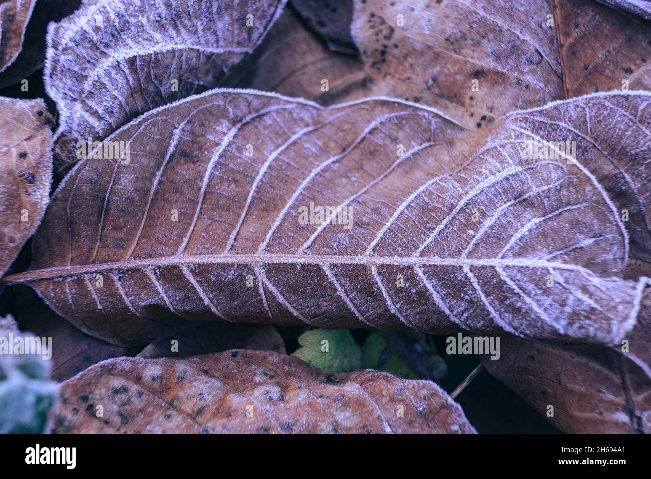 Primo piano marrone foglie surgelate texture di fondo che simboleggia l'inverno, l'autunno e le mattine primaverili Foto Stock