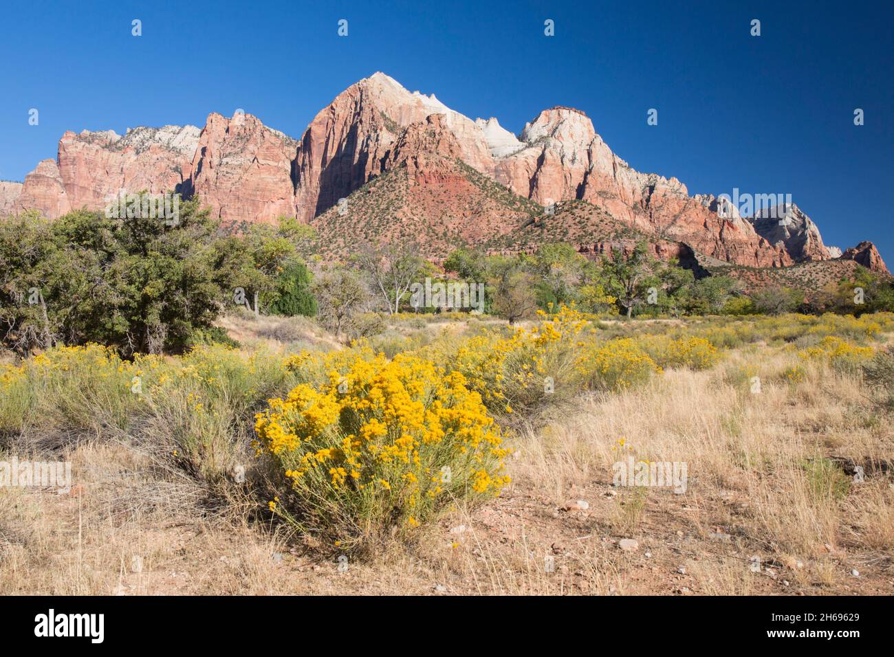Zion National Park, Utah, USA. Vista dal sentiero Pa'rus attraverso il pennello deserto fino al Sentinel e le Torri della Vergine, in autunno. Foto Stock