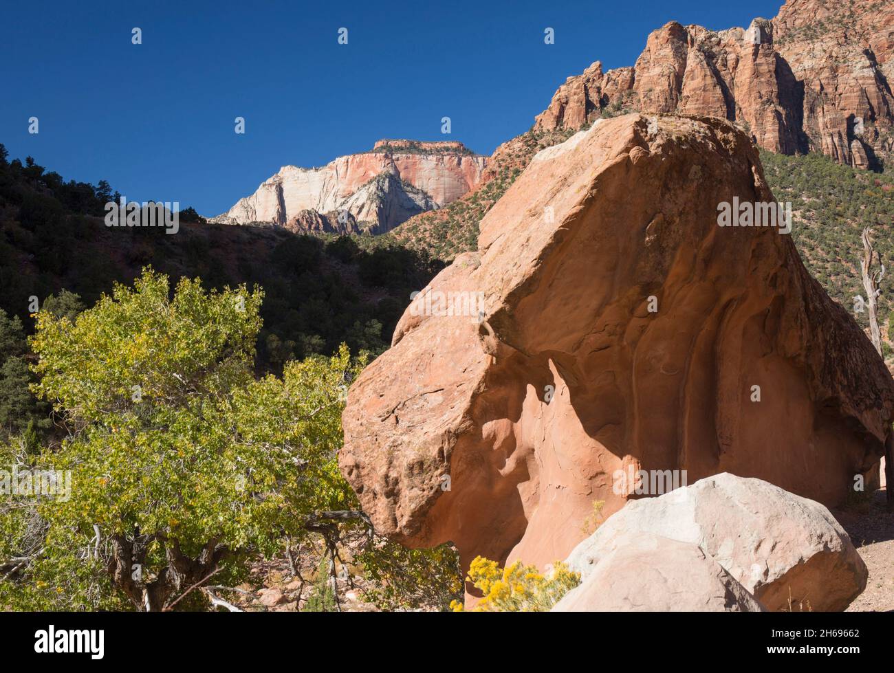 Zion National Park, Utah, USA. Vista del West Temple da una collina sopra Pine Creek, autunno, enorme masso in primo piano. Foto Stock