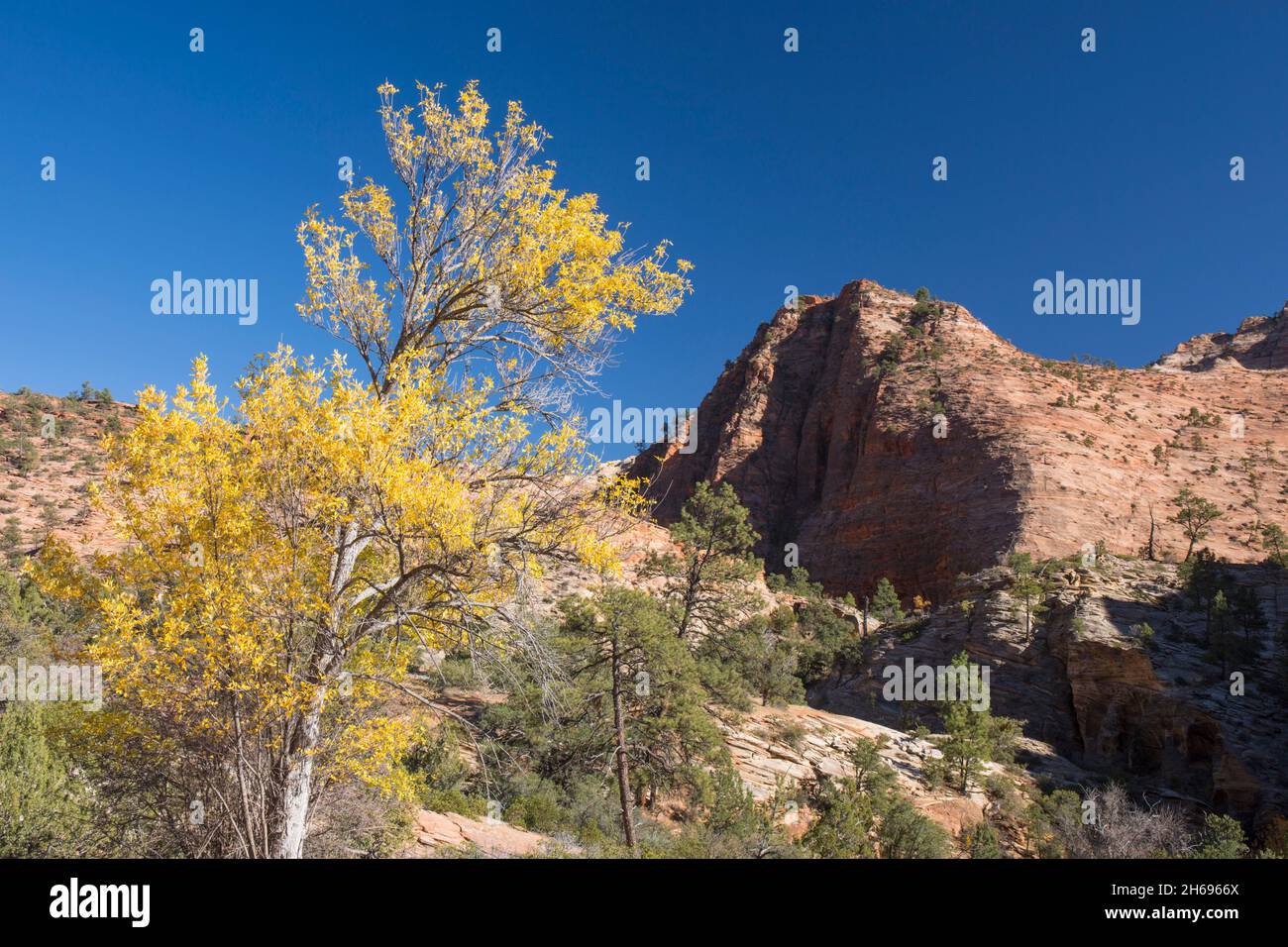 Zion National Park, Utah, USA. Ammira la collina rocciosa fino alla mesa di arenaria rossa accanto all'autostrada Zion-Mount Carmel, in autunno. Foto Stock