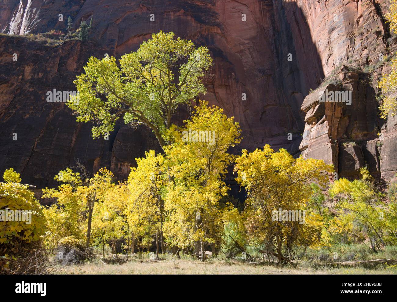 Zion National Park, Utah, USA. Alberi di legno di Cottonwood accanto al fiume Virgin nani dalle torreggianti scogliere di arenaria del Tempio di Sinawava, in autunno. Foto Stock