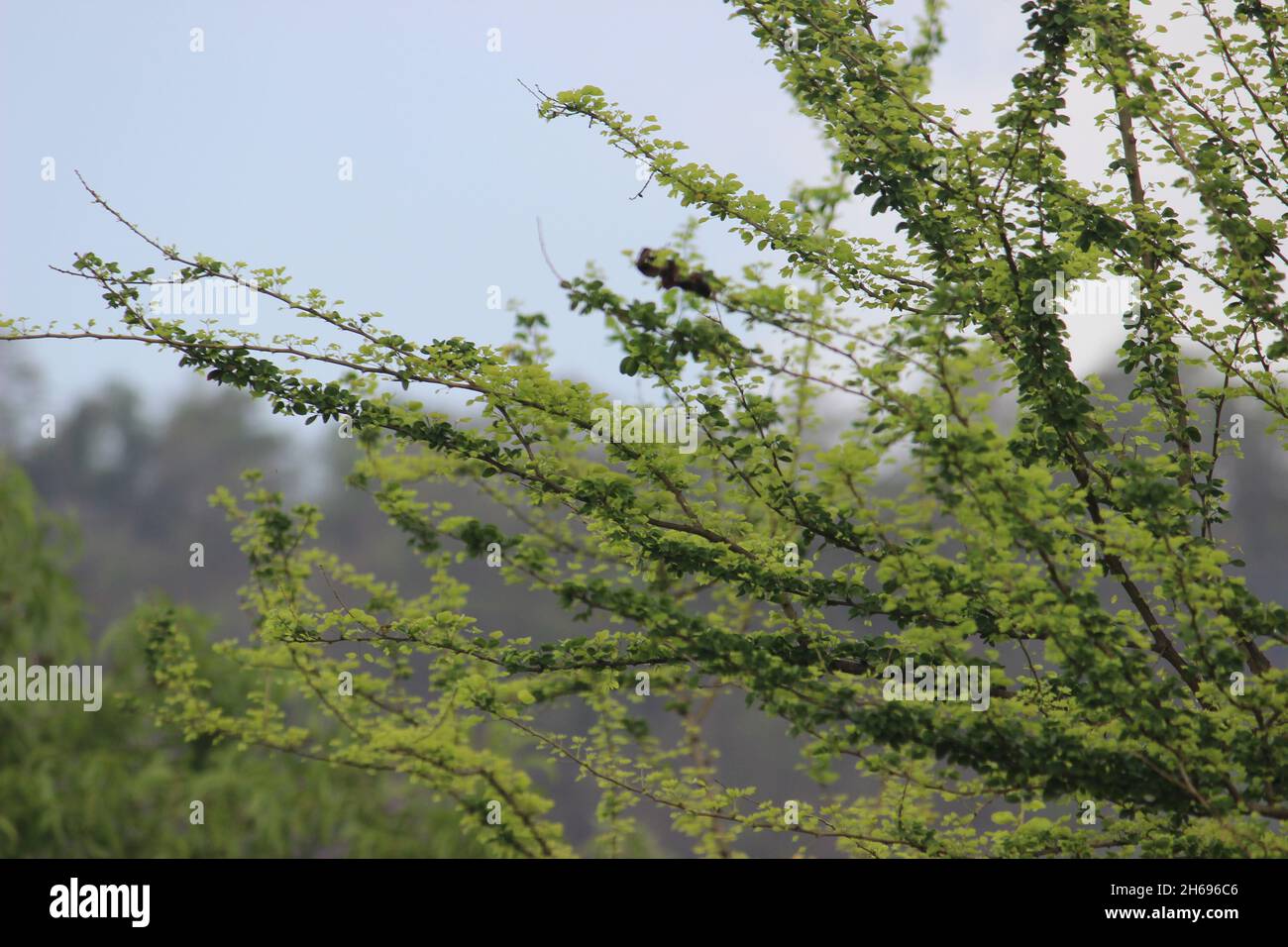 Foglie teneri germogliano dopo il monsone sui rami dell'albero. Foto Stock