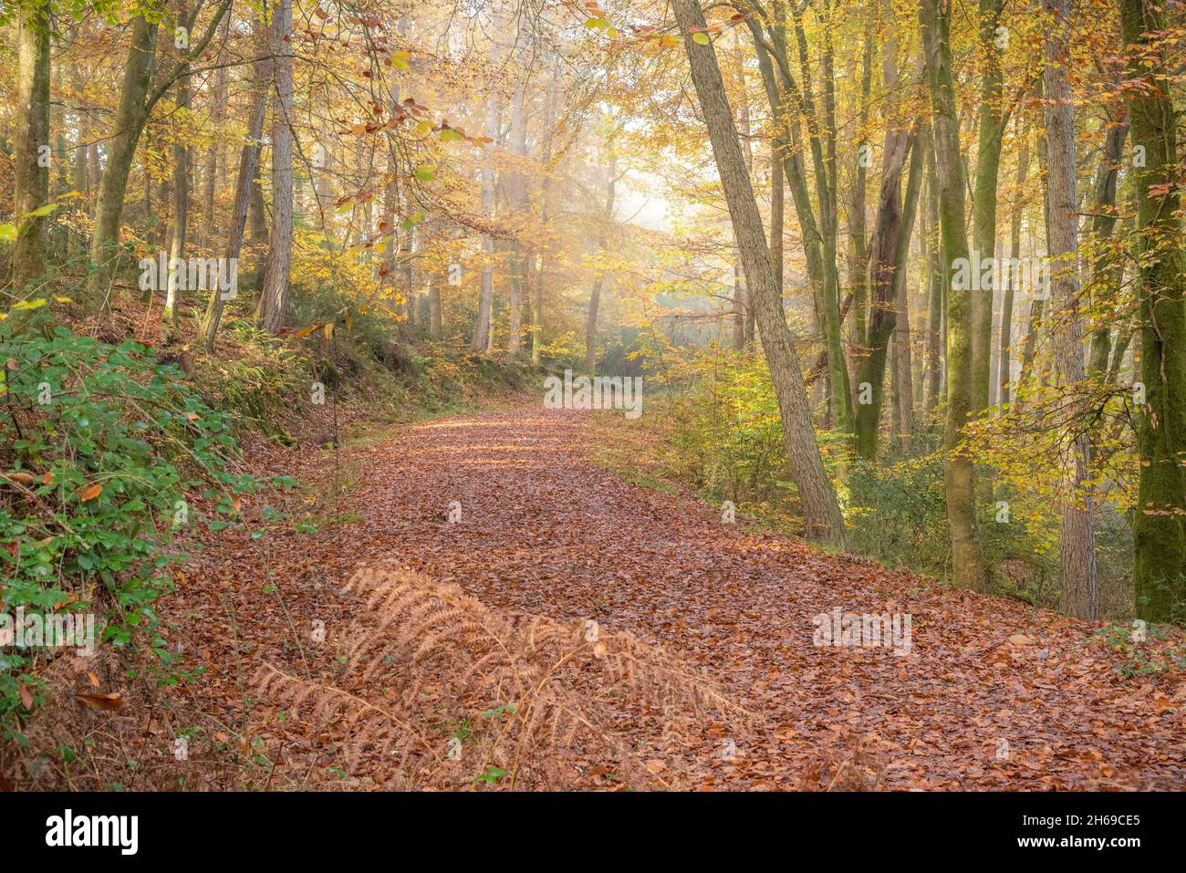 Beech Tree Walk, New Forest Regno Unito Foto Stock