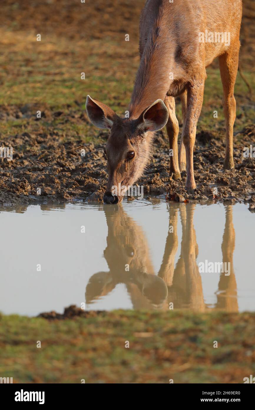 Un cervo Sambar adulto (Rusa unicolor) beve da una piscina nella Tadoba-Andhari Tiger Reserve, Maharashtra, India Foto Stock