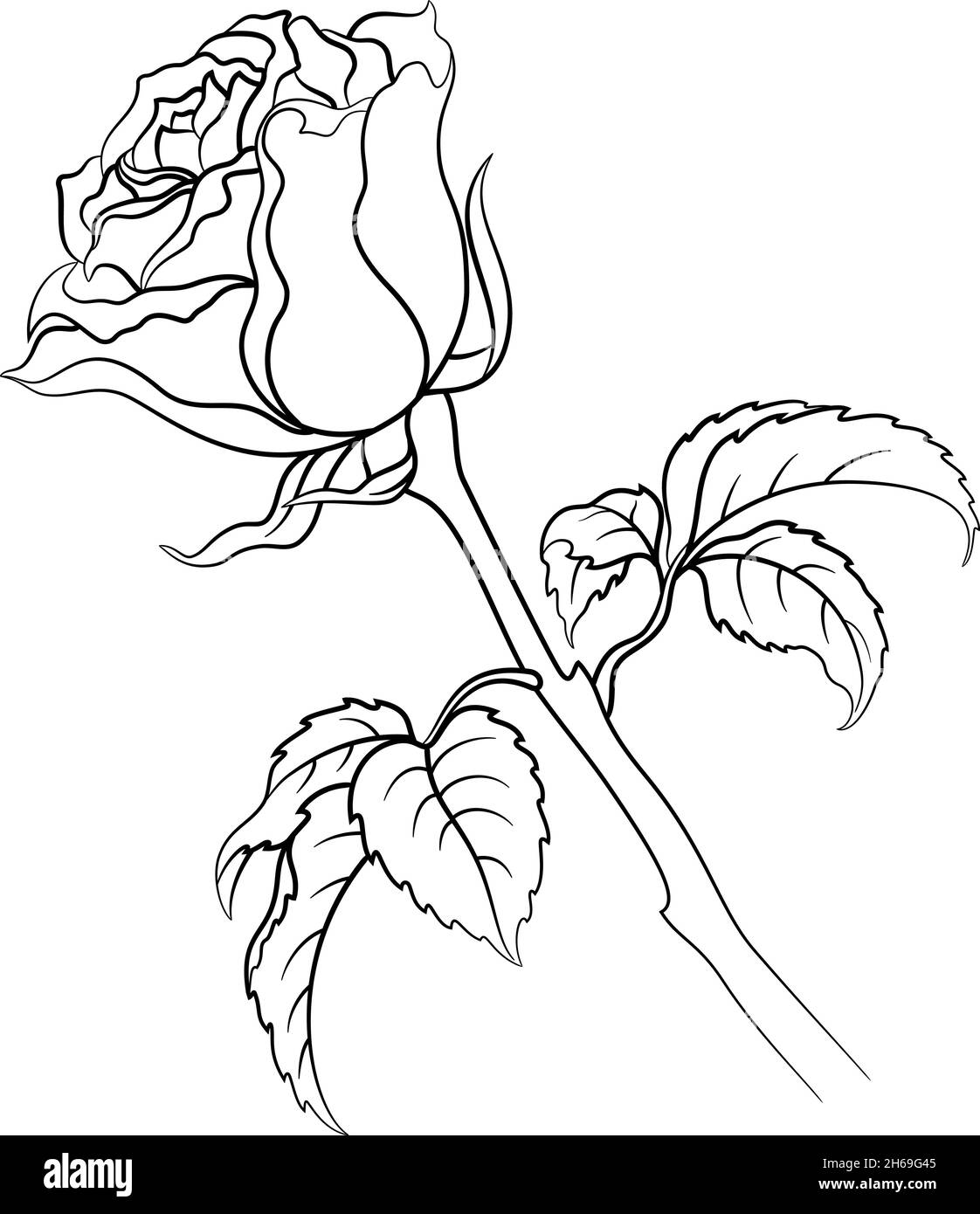 Fiore di rosa con foglie contorno nero isolato su sfondo bianco. Vettore Illustrazione Vettoriale