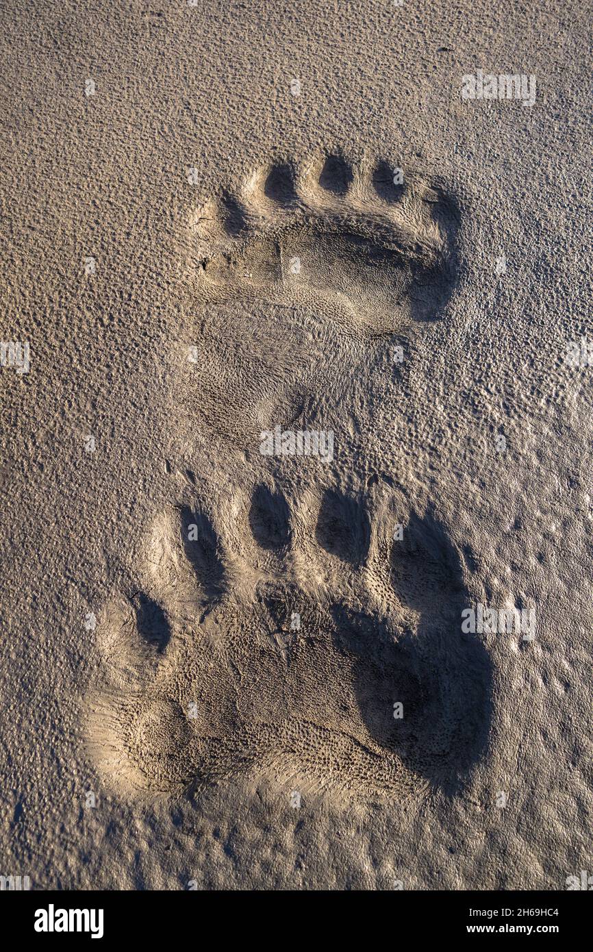 Impronta polare nel fango, Svalbard Foto Stock