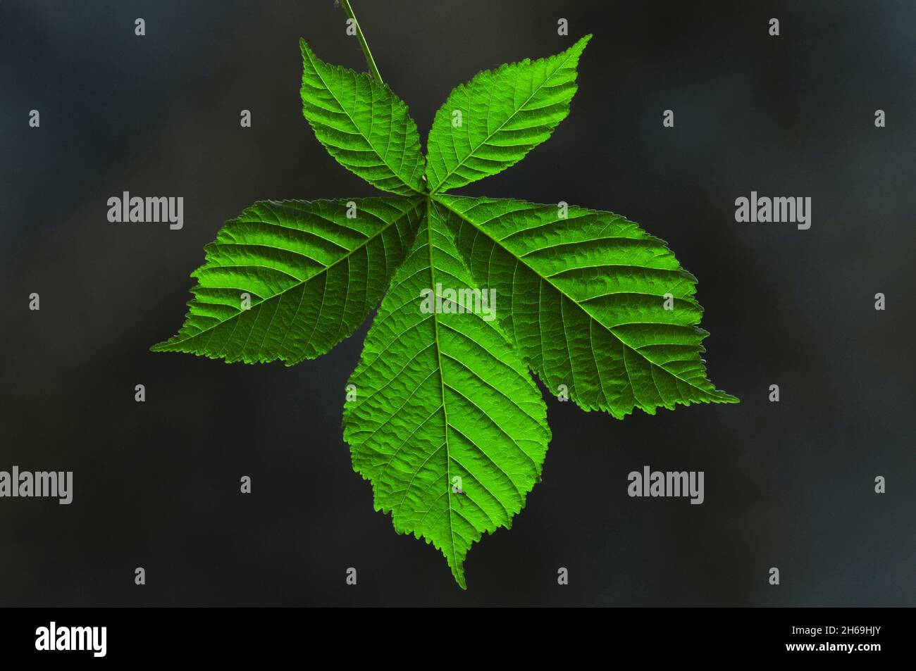 Fogliame fresco e nuovo di castagne in primavera Foto Stock