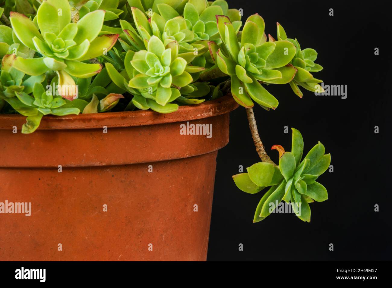 Sedum palmeri succulente in vecchia pentola di argilla e sfondo nero. Impianto decorativo interno ed esterno Foto Stock