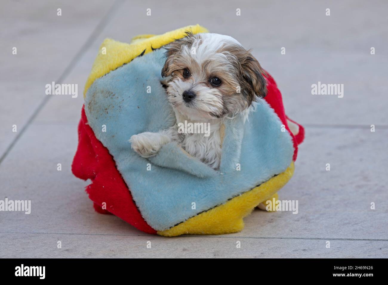 Bolonka Zwetna cucino giocattolo cane guardando fuori un cubo gioco per gatti, Germania Foto Stock
