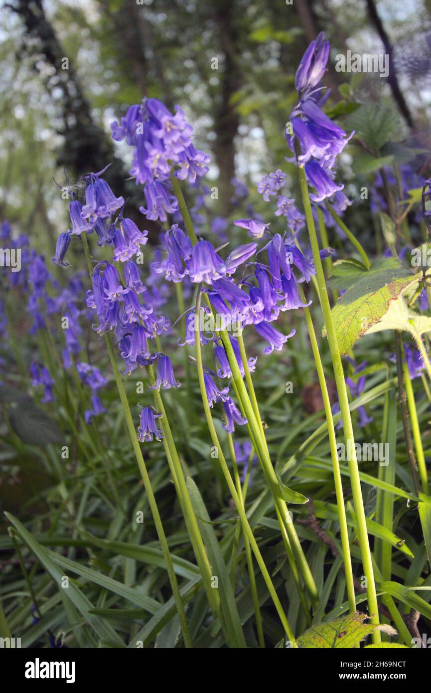 Bluebells inglesi che crescono in boschi locali, Derbyshire Nord Est Foto Stock